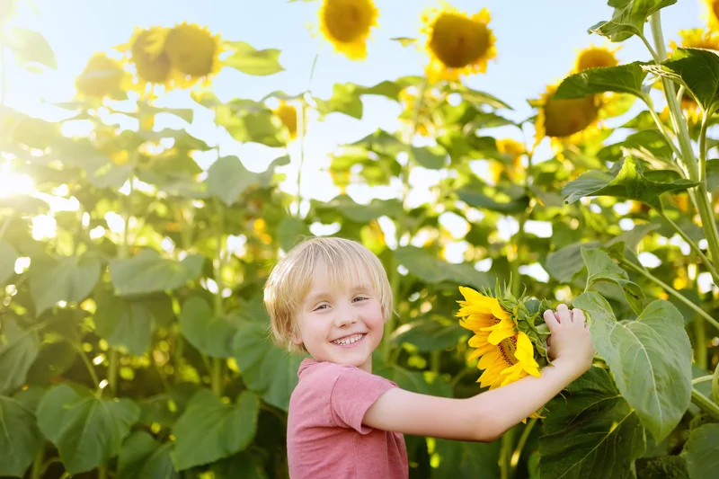 niño tomando un girasol y sonriendo